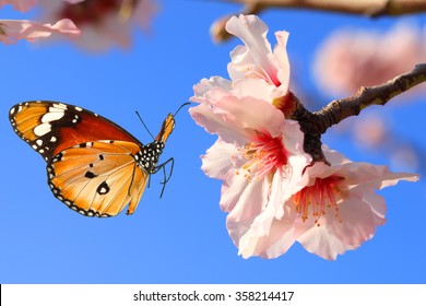Butterfly and pink almond tree blossom 