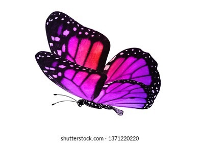 Butterfly Pink Purple Wings Isolate Stock Photo (edit Now) 1371220223