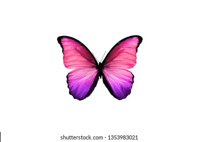 Pink Purple Red High Res Stock Images | Shutterstock