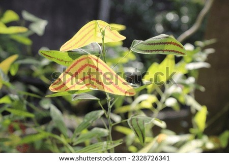 butterfly plant or christia obcordata