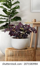 Butterfly Plant On A Rattan Stool