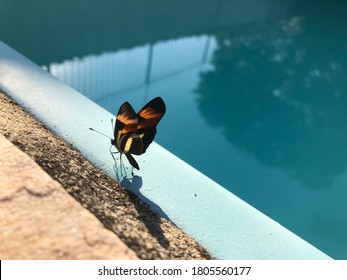 Butterfly At The Poolside, The Metamorphosis Of A Garden. Reflecting Enclosure.