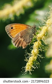 Butterfly Porcupine On An Edible Chestnut Flower.