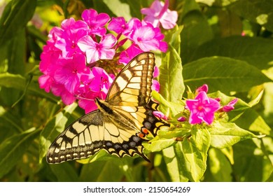 Butterfly portrait on pink phlox flower in summer