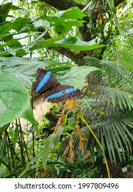 Butterfly In Prague Botanical Garden Exhibition.