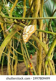 Butterfly In Prague Botanical Garden Exhibition.