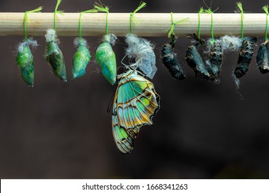 Butterfly and pupa in breeding