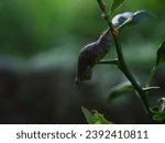 Butterfly pupa on a lemon branch