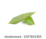 butterfly pupa, on white background  .