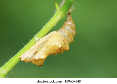 butterfly pupa shell on green leaf in the wild 