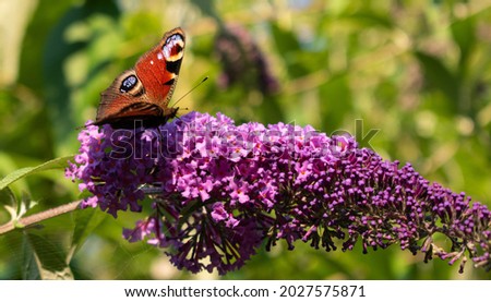Butterfly purple flowers with patern like eyes colorfull 