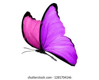 butterfly with purple and pink wings - Shutterstock ID 1281704146