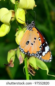 Butterfly At Raa Atoll Inguraidhoo, Maldives