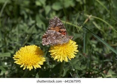 Butterfly Rash At The Dandelion