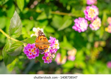 Butterfly Rash On The Flower