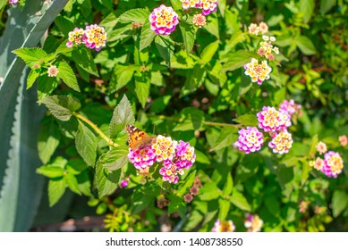 Butterfly Rash On The Flower