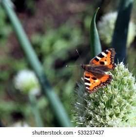 Butterfly Rash On The Flowered Allium In Sunny Day