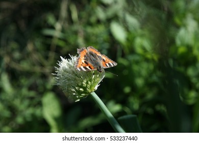 Butterfly Rash On The Flowered Allium In Sunny Day