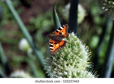 Butterfly Rash On The Flowered Allium In Sunny Day