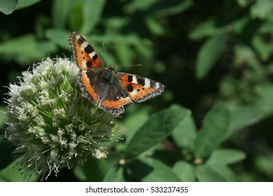 Butterfly Rash On The Flowered Allium In Sunny Day