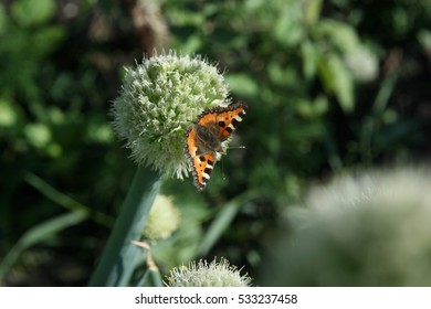 Butterfly Rash On The Flowered Allium In Sunny Day