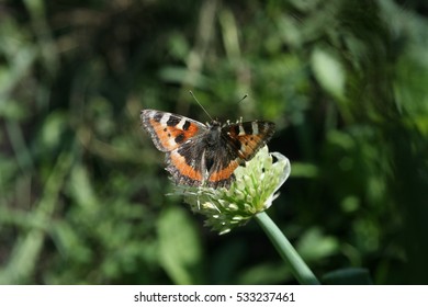 Butterfly Rash On The Flowered Allium In Sunny Day