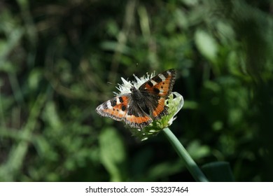 Butterfly Rash On The Flowered Allium In Sunny Day