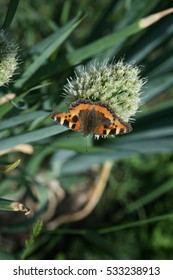 Butterfly Rash On The Flowered Allium In Sunny Day