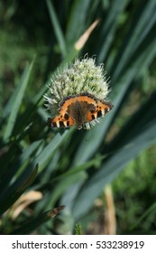 Butterfly Rash On The Flowered Allium In Sunny Day