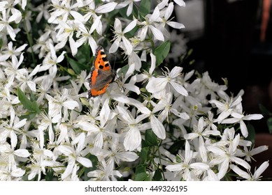 Butterfly Rash On The Flowers Of White Clematis