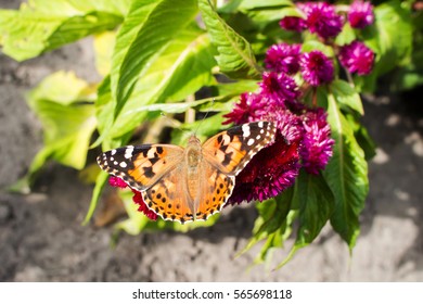 The Butterfly Rash On The Inflorescence Purple Celosia