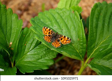 Butterfly Rash On Strawberry Leaves