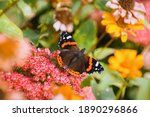 Butterfly Red admiral (Vanessa atalanta) on the flowers