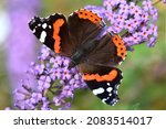 Butterfly red admiral Vanessa atalanta on the flowers of Buddleja davidii Buddleja davidii