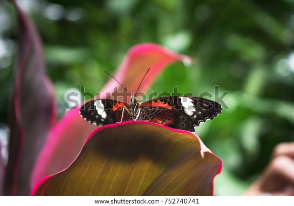 Butterfly Red White Black Open Wings Stock Photo Edit Now 752740741