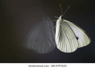 Butterfly Reflection in Soft Light: A Study in Nature's Elegance and Fragility