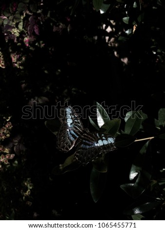 Similar – Image, Stock Photo Butterfly in the dark Dark
