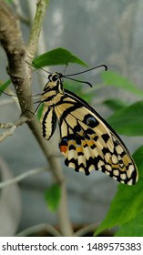 the butterfly is resting on the branch 