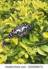 Butterfly Resting On A Favourite Spot