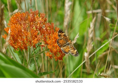 Butterfly resting on orange wildflower  - Powered by Shutterstock