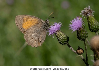 A butterfly is resting on a purple flower. The butterfly is brown and orange. The flower is purple and has a few brown spots - Powered by Shutterstock