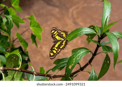 Butterfly Rests on Leaf; Nature’s Delicate Balance - Powered by Shutterstock