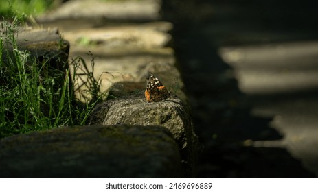 A butterfly rests on a sunlit rock surrounded by greenery. - Powered by Shutterstock