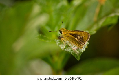 Butterfly Rice Swift 1 (Borbo Cinnara)