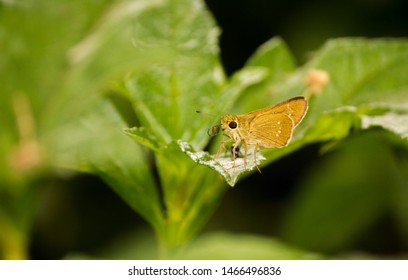 Butterfly Rice Swift 2 (Borbo Cinnara)