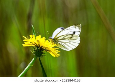 Butterfly ring Large cabbage butterfly (Pieris brassicae) Butterfly from the white butterfly family on a dandelion flower	 - Powered by Shutterstock