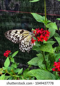 Butterfly At Butterfly Sanctuary, Baguio City