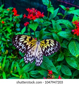 Butterfly Sanctuary At Baguio City, Philippines