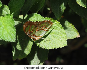 Butterfly Sanctuary Garden In Costa Rica