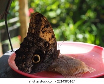 Butterfly Sanctuary Garden In Costa Rica